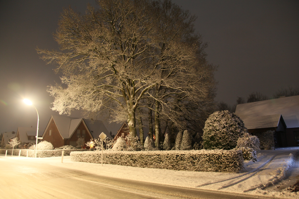 Eichen im Schnee