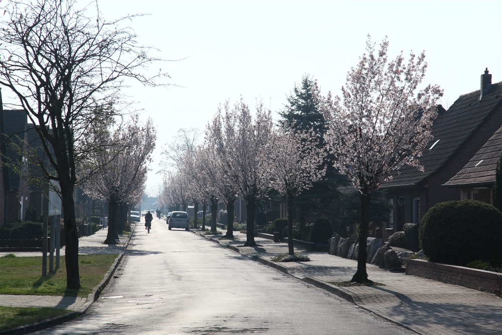 KirschBluetenAllee